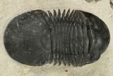 Detailed Paralejurus Trilobite - Atchana, Morocco #204311-2
